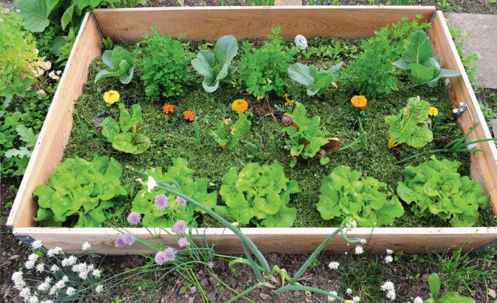 Gemüse einfach anbauen - mit praktischen Rahmenbeeten.