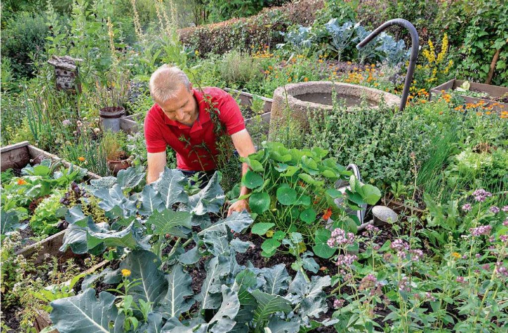Gemüse einfach anbauen - mit praktischen Rahmenbeeten.